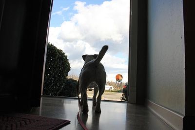 89mo-DogDoor