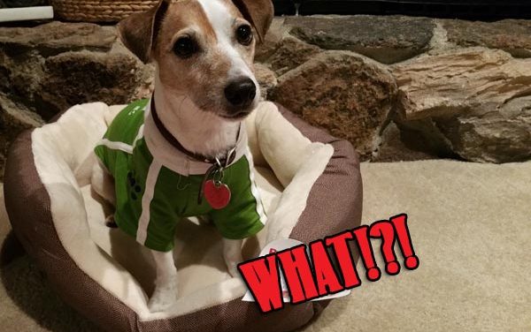 Dog Bones & Low Inventory Warning