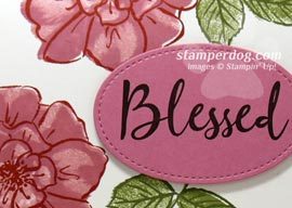 A Wild Rose Card