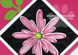 Daisy Lane Swaps