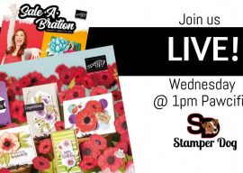 Going Live Today @ 1pm Pawcific!