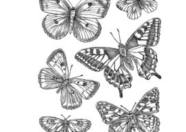 Everything’s Coming Up Butterflies