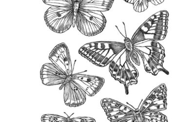 Everything’s Coming Up Butterflies