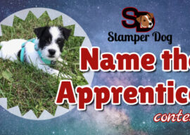 Name the Apprentice!