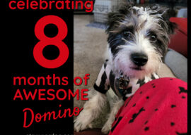 Happy 8 Month-aversary, Apprentice