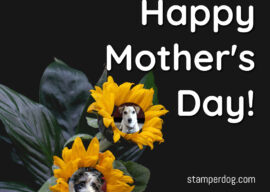 Let Them Spoil You Today!