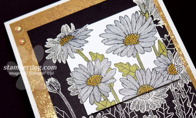 Easy & Elegant Spotlight Card
