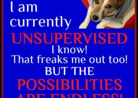 It’s a Ruff Day for Ann