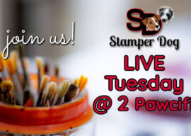 Join Us Tomorrow at 2pm Pawcific