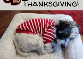 What are You Thankful for?
