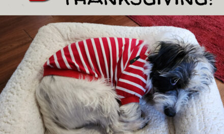 What are You Thankful for?