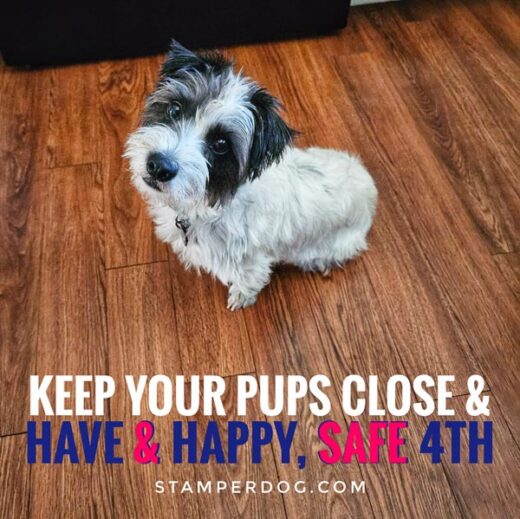 Happy 4th of July with Your Pets