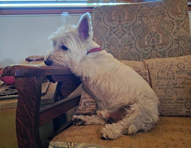 Want to See 10+ New Cardmaking Ideas?