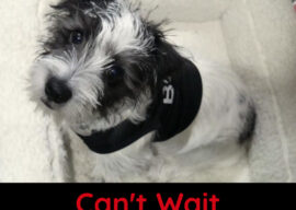 Are You a Busy Pup?