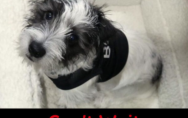 Are You a Busy Pup?
