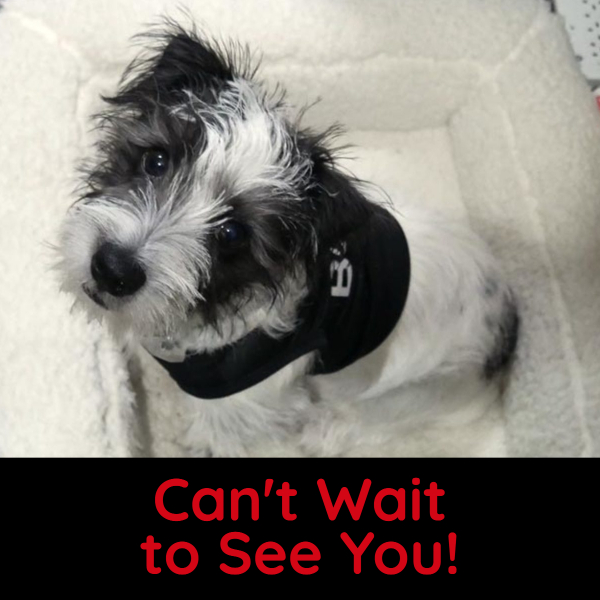 Are You a Busy Pup?