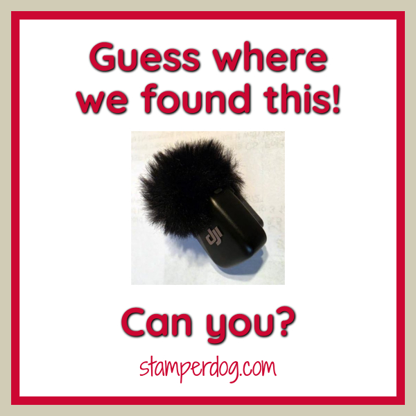Can You Guess Where We Found It?